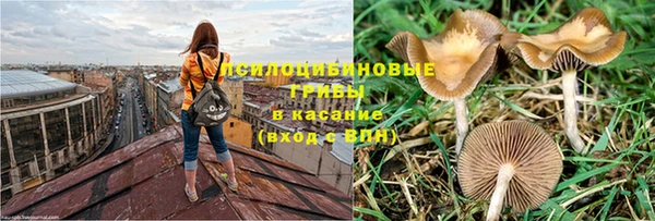 прущие грибы Алексин