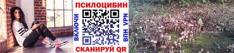кракен зеркало  наркота  Чаплыгин  Галлюциногенные грибы Magic Shrooms 